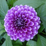 Dahlia blue boj s květy úžasné lila-modré barvy